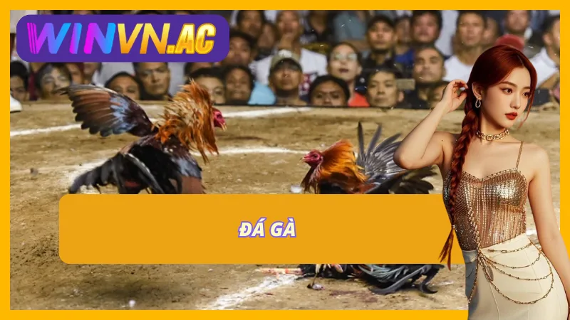 Siêu phẩm đá gà tại nhà cái Winvn
